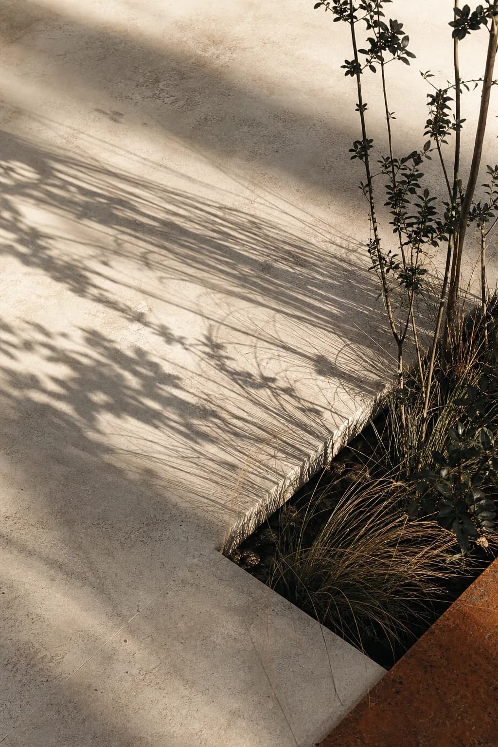 Sombras longas de vegetação atravessando um piso mineral claro.