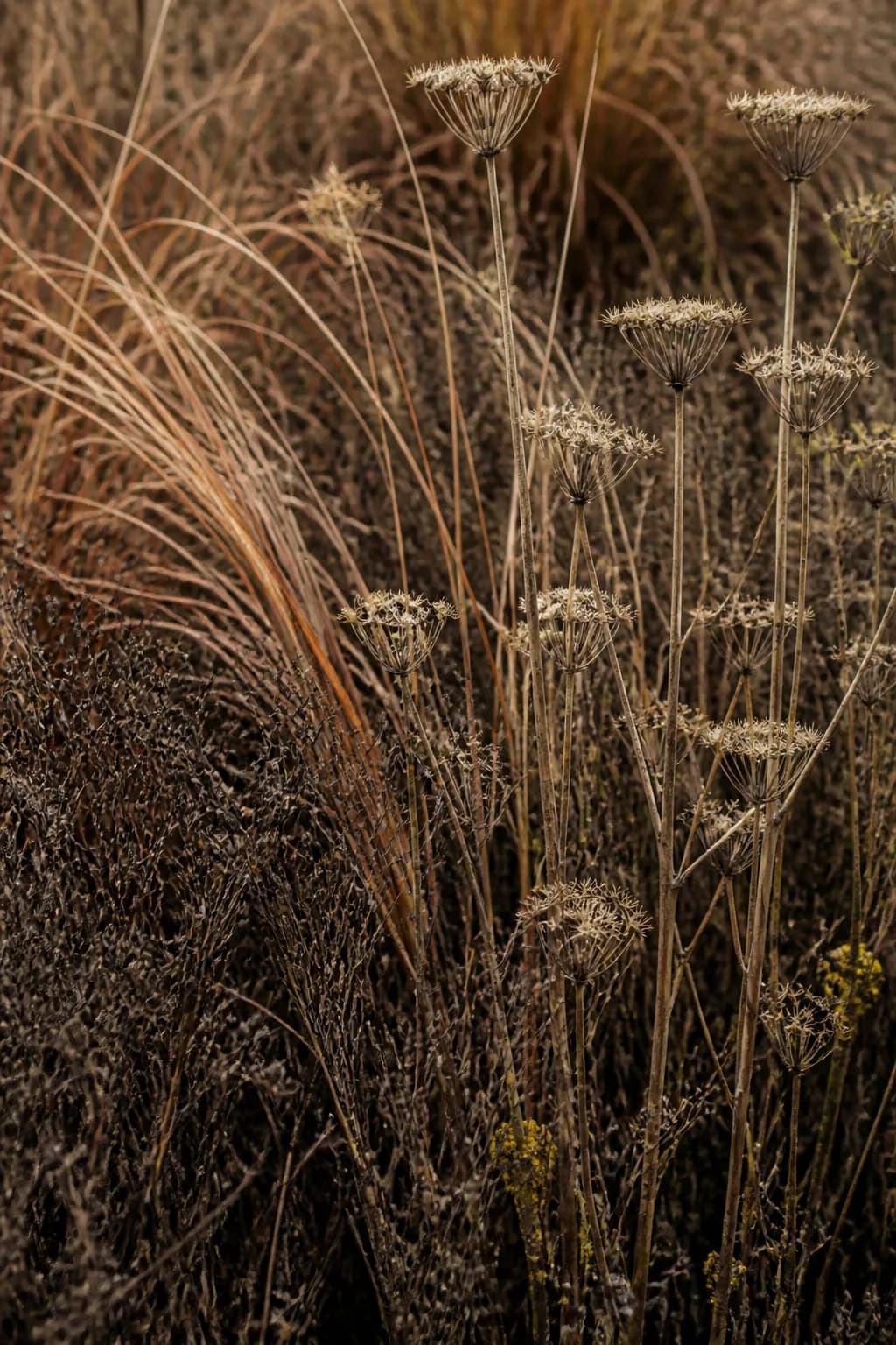 Campo seco com hastes, sementes e estratos vegetais em diferentes alturas.